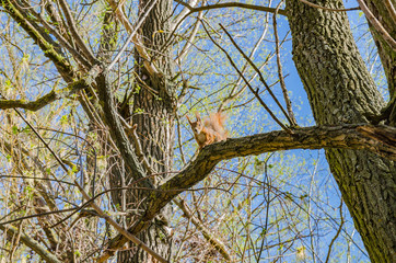 Red squirrel sits on a tree with a fluffy tail and ears, a sunny beautiful day - 270969826
