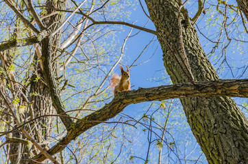 Red squirrel sits on a tree with a fluffy tail and ears, a sunny beautiful day - 270969832