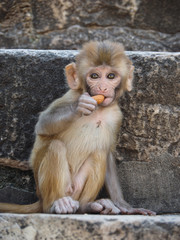 Indian Macaque/Monkey outside in Temple 