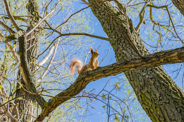 Red squirrel sits on a tree with a fluffy tail and ears, a sunny beautiful day - 270969840