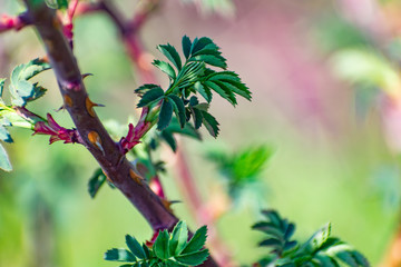 Very beautiful and unusual spring branches of the Bush with green leaves and red branches. Spring time when everything blooms and sprouts