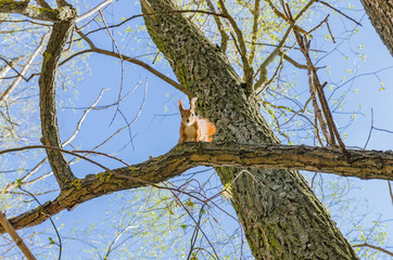 Red squirrel sits on a tree with a fluffy tail and ears, a sunny beautiful day - 270969852