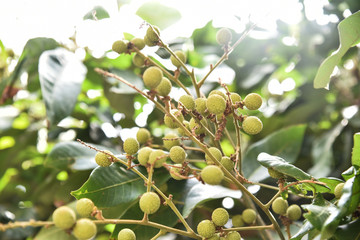 Green longan, fruit is still not fully grown in the garden