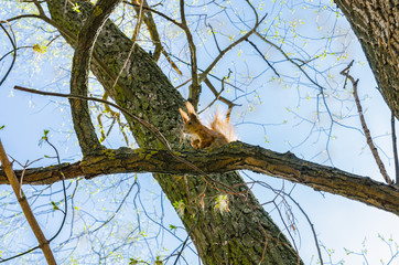 Red squirrel sits on a tree with a fluffy tail and ears, a sunny beautiful day - 270969863