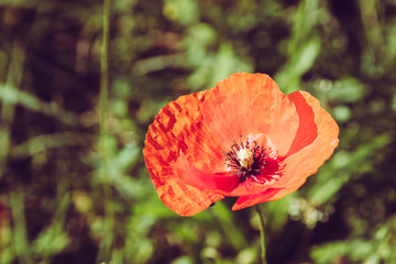 Mohn - offene Blüte - vintage