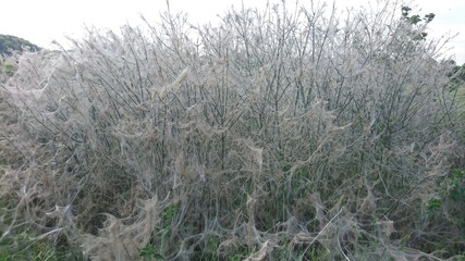 Gespinstmotten am Werk