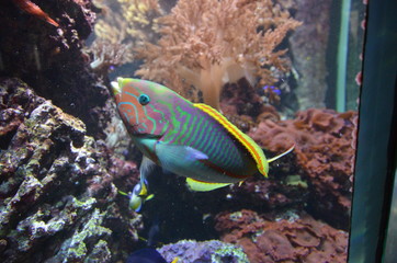 Fototapeta na wymiar Tropical fish in aquarium