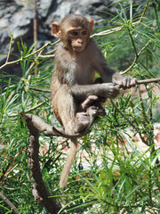 Indian Macaque/Monkey outside in Temple 