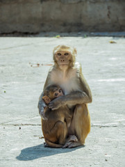 Indian Macaque/Monkey outside in Temple 