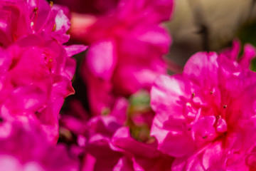 Spring flowers as a graphic background