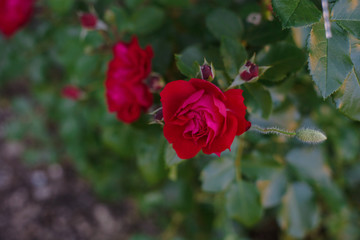 Red Roses on a bush in a garden. a bunch of red roses in the garden.