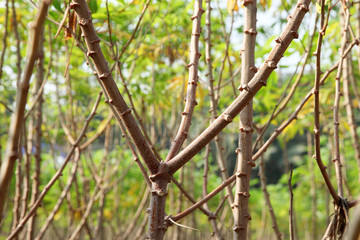 Tapioca industry at Kerala,India. Tapioca is a starch extracted from cassava root. 