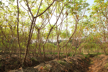 Tapioca industry at Kerala,India. Tapioca is a starch extracted from cassava root. 