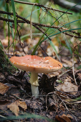 Forest flora. Vertical photo of amanita mushroom
