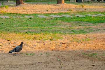 pigeon the bird that used to communicate in the past