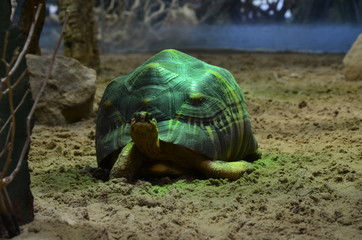 Land Tortoise walking in Sand