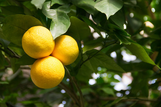 Photo of grapefruit tree in botanical garden
