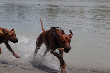 Ridgeback on tour