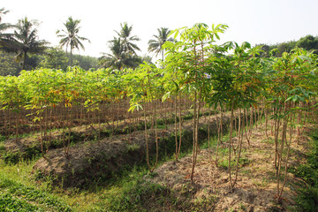 Obraz premium Tapioca industry at Kerala,India. Tapioca is a starch extracted from cassava root. 
