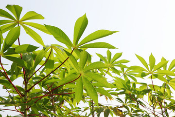 Tapioca industry at Kerala,India. Tapioca is a starch extracted from cassava root. 