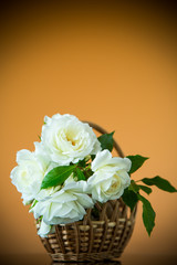 bouquet of beautiful white roses on a orange