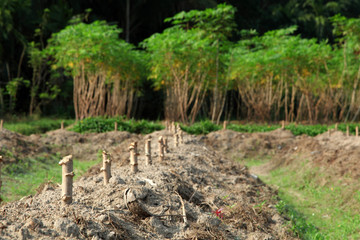 Tapioca industry at Kerala,India. Tapioca is a starch extracted from cassava root. 