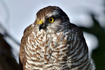 Sperber