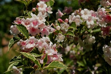 pink flowers in the garden