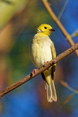 Weißbürzel-Honigfresser