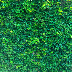 Plant growing on the walls. Texture of rich green foliage. Thick thickets of ivy.