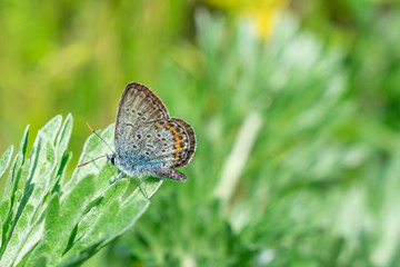 Butterfly on the leaf