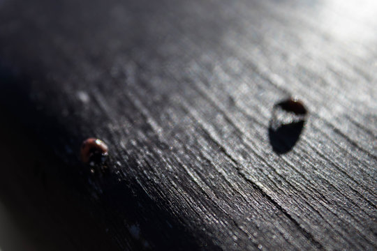 #280419 - Ladybugs X