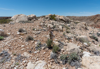 Beautiful purple yucca flower blooming near the ridge of the Meteor Crater in the high desert of northern Arizona