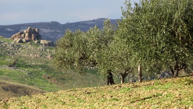 Fruchtbare Mittelmeerlandschaft
