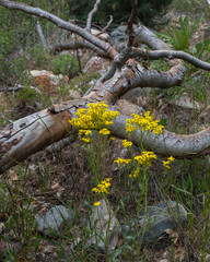 Bright Yellow Flowers  and  Decaying Tree, Arizona, USA