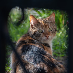 Colourful cat with green eyes looking through fence