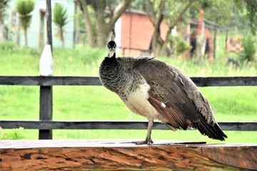 pava hembra ave animal naturaleza finca fauna campo rural 