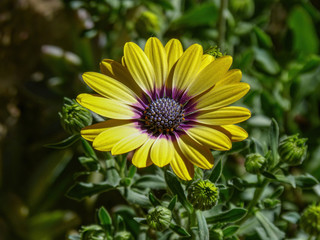 Macro of African daisy Osteospermum ecklonis blooms in yellow