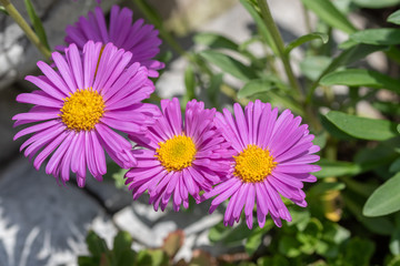 Obraz premium Top view of light violet flower head of china aster