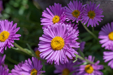 Top view of light violet flower head of china aster - obrazy, fototapety, plakaty
