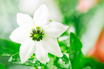 Small white flower with water drops in the rain, macro shot, space for text