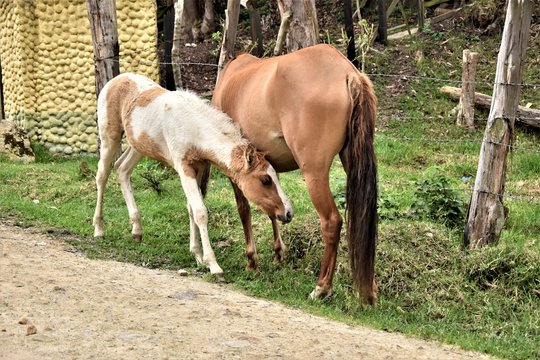 Yegua con cria, caballo pequeño, potro, potranca c1ampo corral rural caballos yegua e hijo