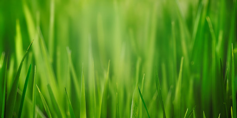 Fototapeta na wymiar Fresh green lawn, natural meadow thick grass field close up with beauty bokeh. Abstract spring, summer herbal growth backyard, park lawn high grass depth of field texture macro nature background