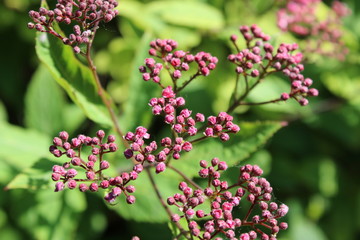 pink flowers in garden