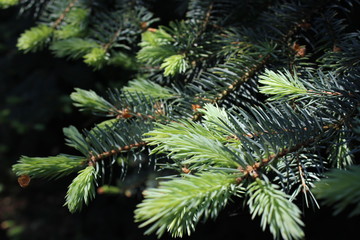 growing pine branch