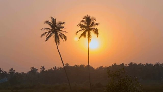 The beautiful view of the silhouettes of palm trees against the sky of golden color and the orange disc of the sun in the sunset, strengthens the emotions from rest. Shooting from a passing car, Goa
