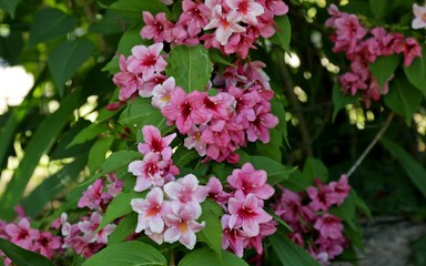 pink flowers in garden