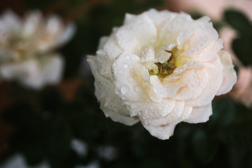 Obraz na płótnie Canvas White mini-rose close-up