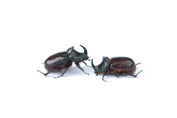 two rhinoceros beetles closeup on white background