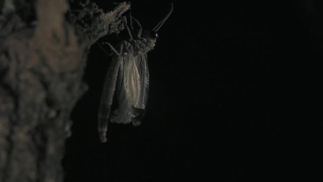 Antlion metamorphosis 1134 12